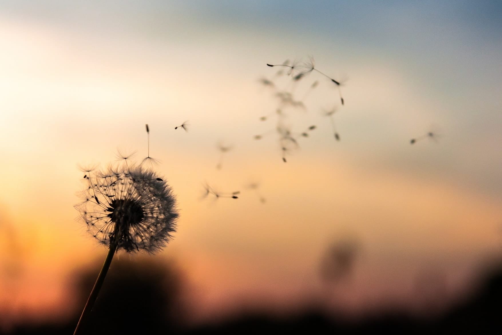 dandelion blowing in the wind - Throwing Caution to the Wind: Making Real Love